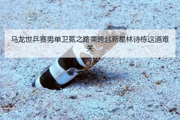 ma-long-shi-ping-sai-nan-dan-wei-mian-zhi-lu-xu-kua-yue-xin-xing-lin-shi-dong-zhe-dao-nan-guan-3-555.jpg